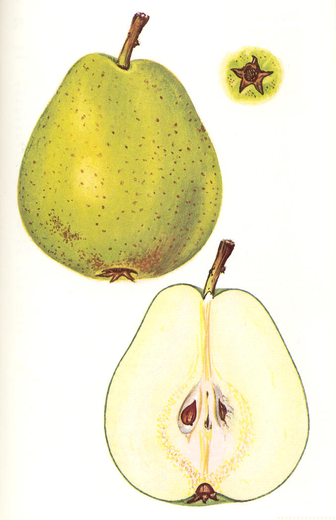 Suprême Coloma